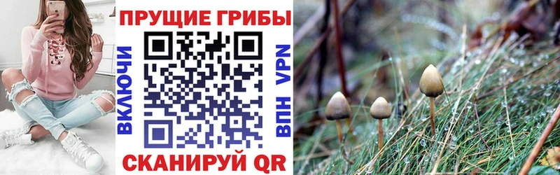 Псилоцибиновые грибы GOLDEN TEACHER  Тосно 